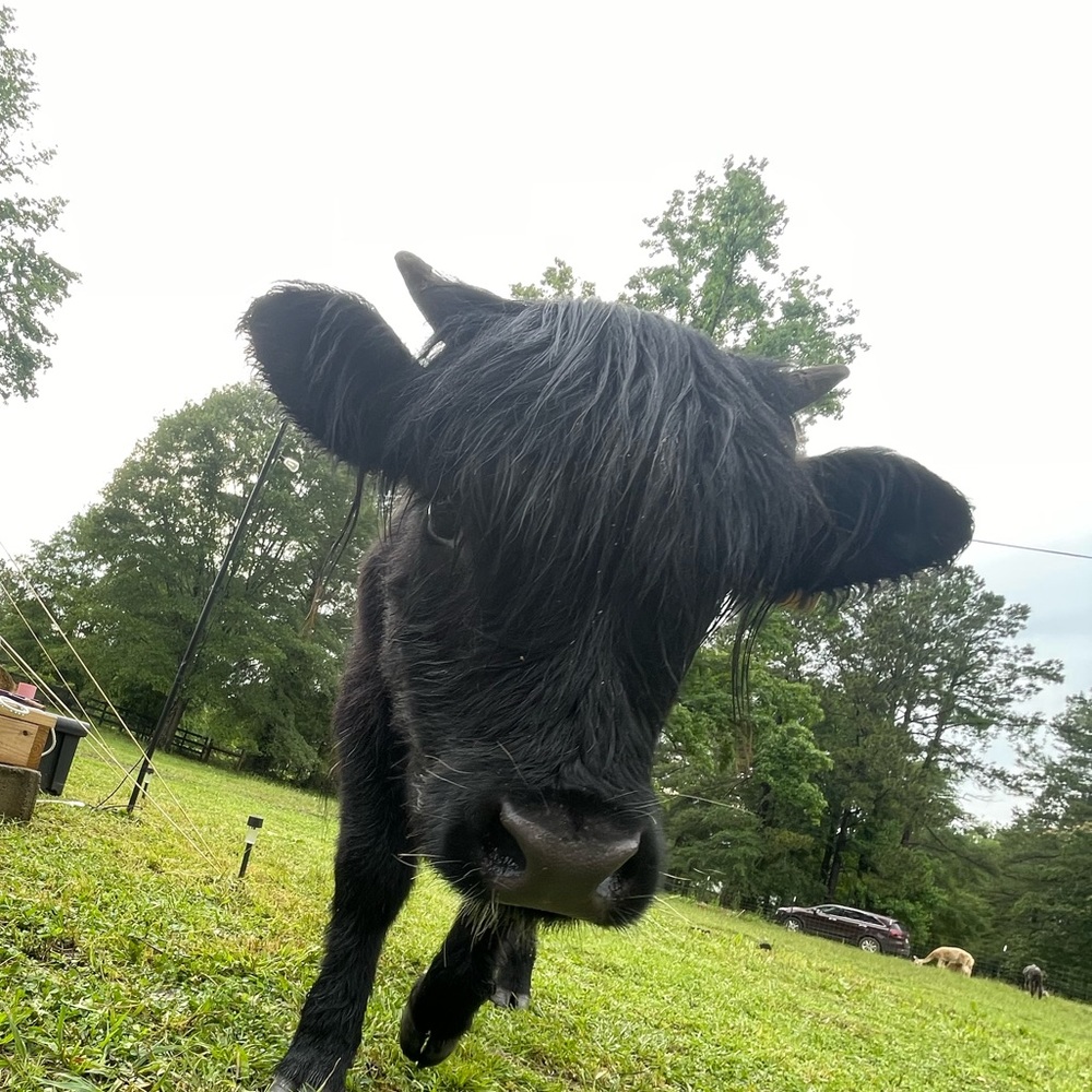 Meet your Posher, Harley